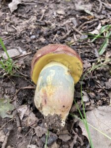 Rózsásbarna tinóru - Butyriboletus fuscoroseus