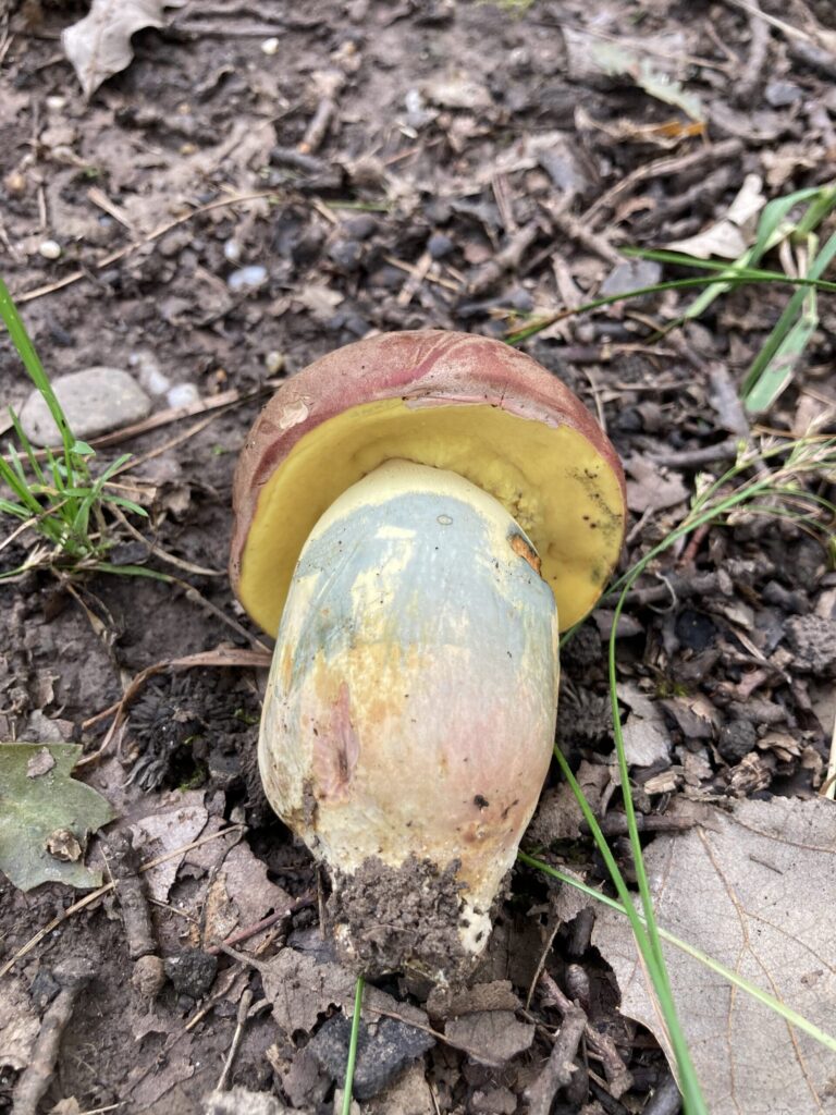 Rózsásbarna tinóru - Butyriboletus fuscoroseus