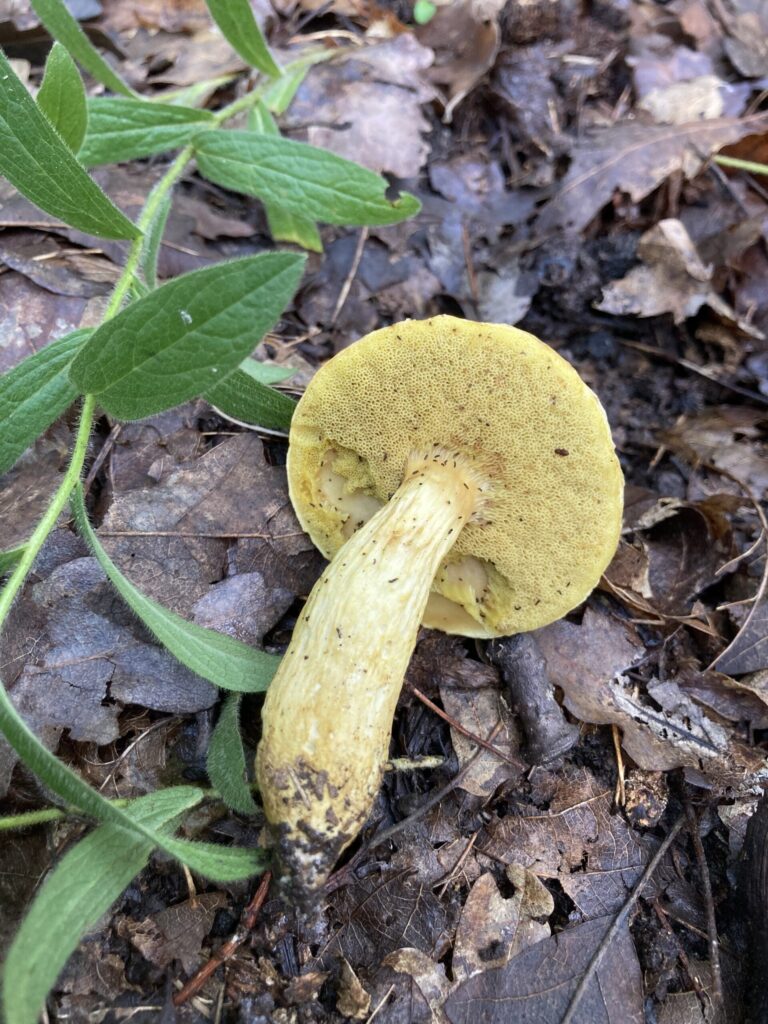 Morva tinóru - Aureoboletus moravicus