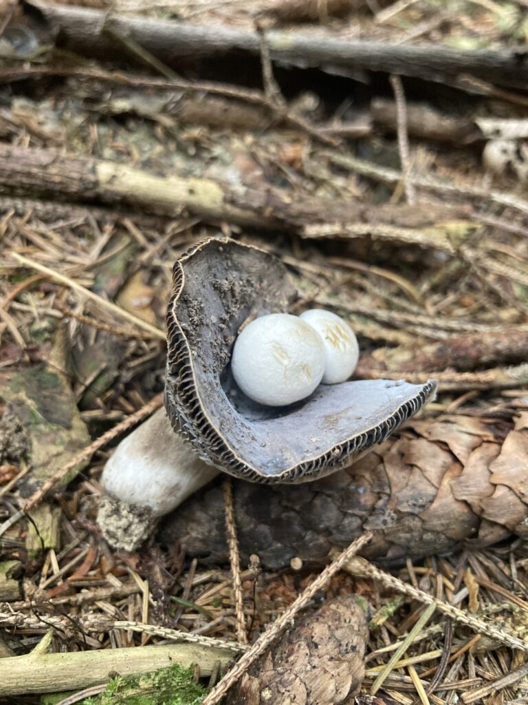 Porzó élősdigomba - Asterophora lycoperdoides