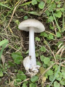 Ragadós bocskorosgomba - Volvopluteus gloiocephalus