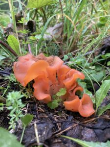 Narancsvörös kocsonyásgomba - Tremiscus helvelloides