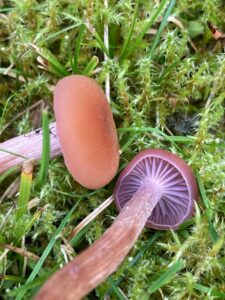 Kétszínű pénzecskegomba - Laccaria bicolor