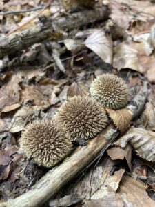Tüskés pöfeteg - Lycoperdon echinatum