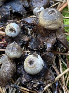 Kicsiny csillaggomba - Geastrum schmidelii Vittad.