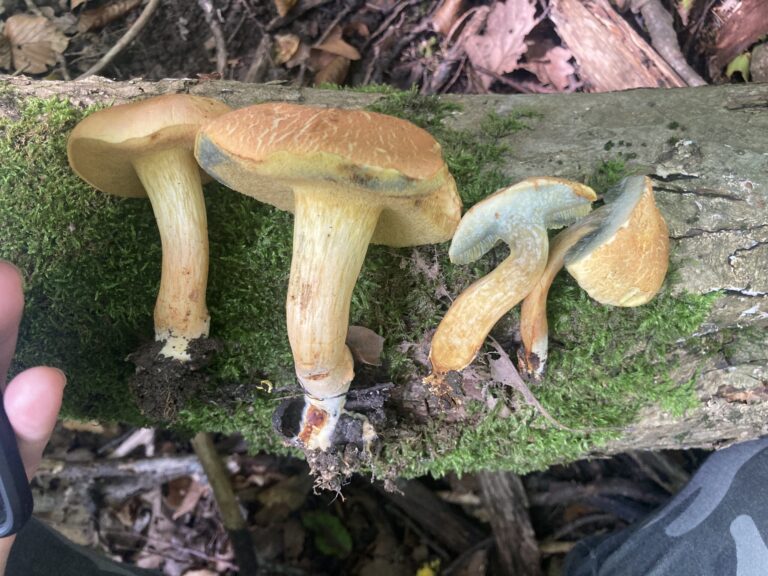 Baracksárga tinóru - Rheubarbariboletus armeniacus