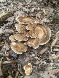 Óriás bokrosgomba - Meripilus giganteus