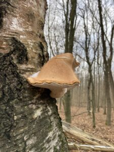 Nyírfa-tapló - Fomitopsis betulina
