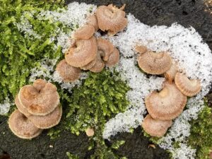 Kis áldücskőgomba - Panellus stipticus