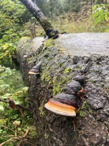Szegett tapló - Fomitopsis pinicola