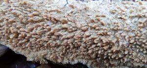 Radulomyces molaris
