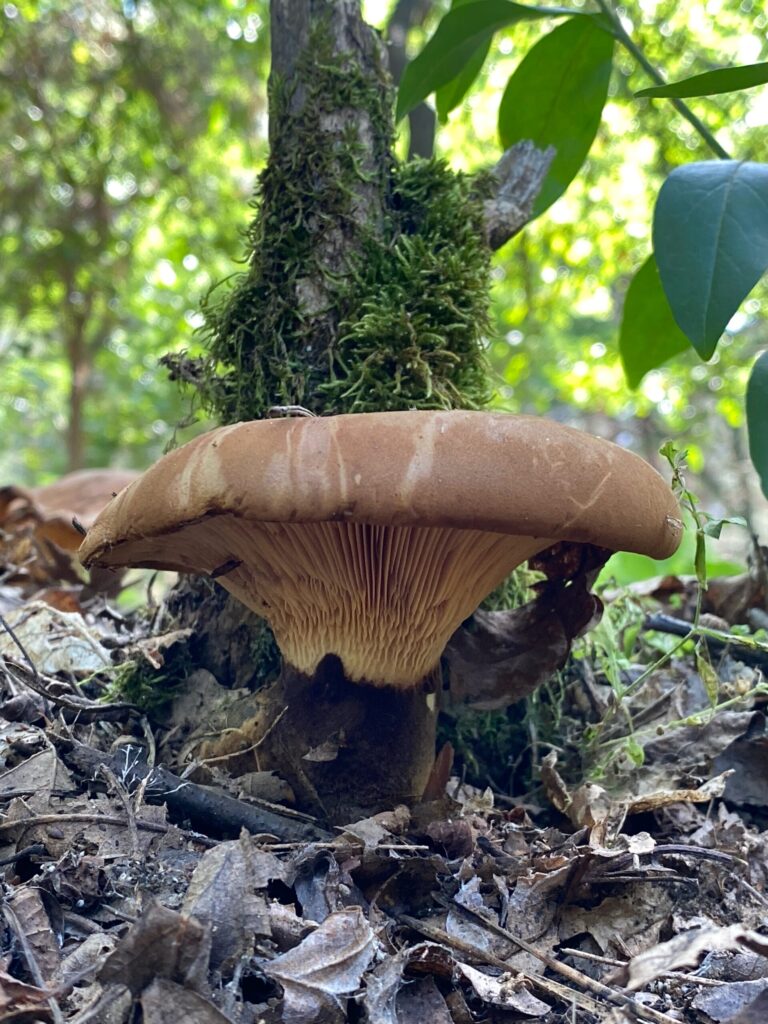 Bársonyostönkű cölöpgomba - Tapinella atrotomentosa