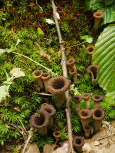 Sötét trombitagomba - Craterellus cornucopioides