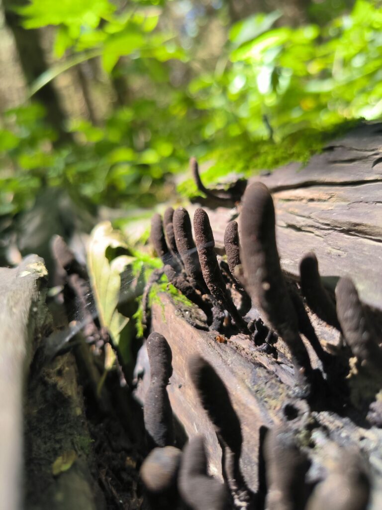 Nyeles agancsgomba - Xylaria longipes