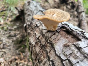 Olaszgomba - Polyporus tuberaster