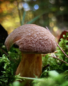 Tarka tinóru - Suillus variegatus