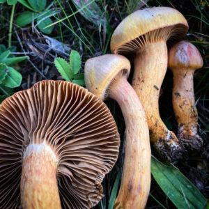 Szálaskalapú nyálkásgomba - Chroogomphus helveticus