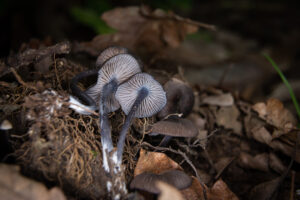 Entoloma linkii
