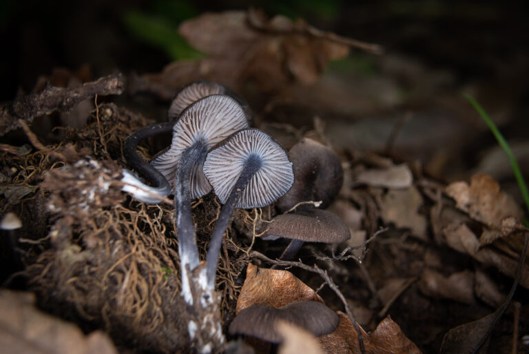 Entoloma linkii