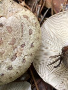 Gyöngyös tejelőgomba - Lactarius circellatus