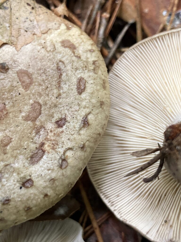 Gyöngyös tejelőgomba - Lactarius circellatus