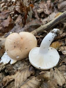 Izabellvöröses csigagomba - Hygrophorus poetarum