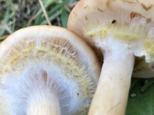 Gumós tuskógomba - Armillaria lutea