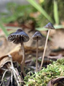 Kesernyés kígyógomba - Mycena erubescens
