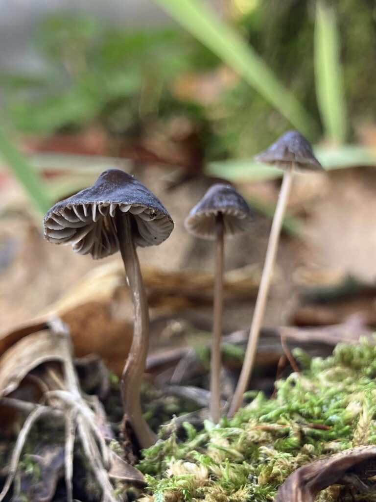 Kesernyés kígyógomba - Mycena erubescens