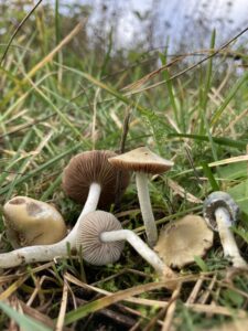 Halványkék harmatgomba - Stropharia pseudocyanea