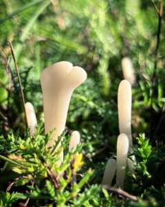 Fehér bunkógomba - Clavaria falcata