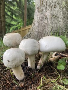 Karbolszagú csiperke - Agaricus xanthodermus