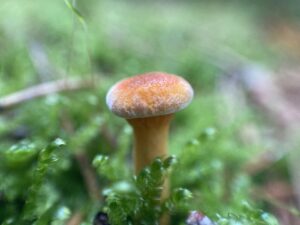Narancsvörös álrókagomba - Hygrophoropsis aurantiaca