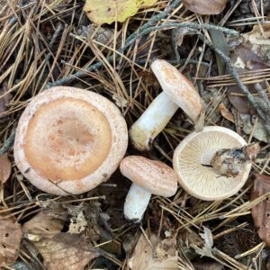 Sárgulótejű tejelőgomba - Lactarius chrysorrheus
