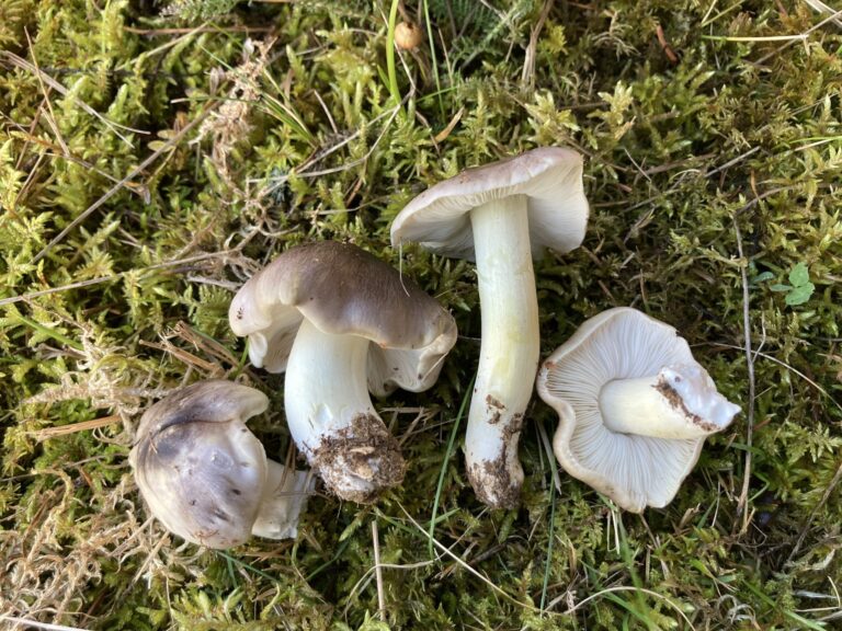 Szürke pereszke - Tricholoma portentosum