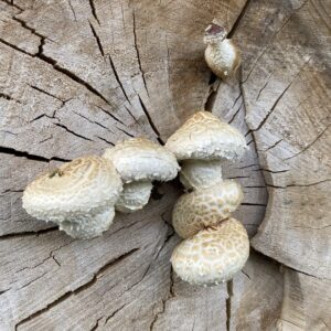 Nyárfa-tőkegomba - Hemipholiota populnea