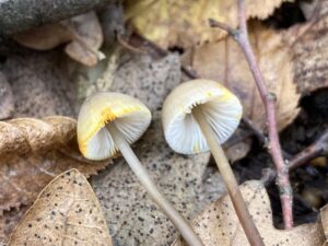 Sárgatejű kígyógomba - Mycena crocata