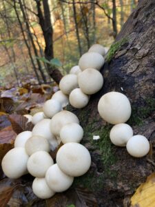 Körtealakú pöfeteg - Apioperdon pyriforme