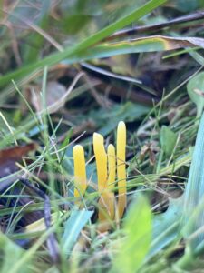 Sáfrányszínű bunkógomba - Clavulinopsis helvola