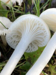 Fehér nyirokgomba - Cuphophyllus virgineus