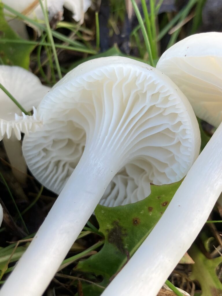 Fehér nyirokgomba - Cuphophyllus virgineus