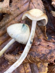 Szerb badargomba - Psilocybe serbica