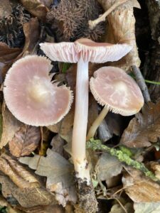 Rózsás kígyógomba - Mycena rosea