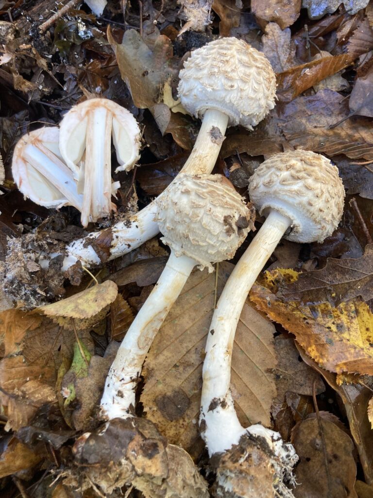 Piruló őzlábgomba - Chlorophyllum rachodes
