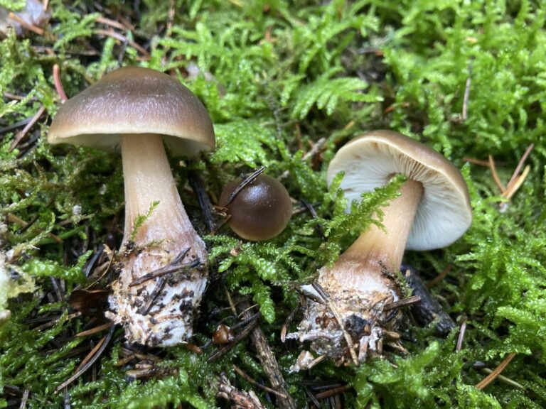 Bunkóslábú fülőke - Rhodocollybia butyracea