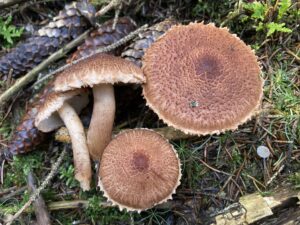 Szakállas pereszke - Tricholoma vaccinum