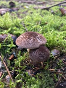 Húsbarnás őzlábgomba - Lepiota brunneoincarnata