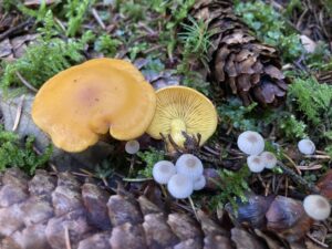 Sárga pereszke - Calocybe chrysenteron