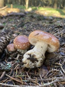 Gumós pereszke - Leucocortinarius bulbiger