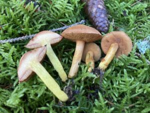 Borsos tinóru - Chalciporus piperatus